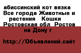 абиссинский кот вязка - Все города Животные и растения » Кошки   . Ростовская обл.,Ростов-на-Дону г.